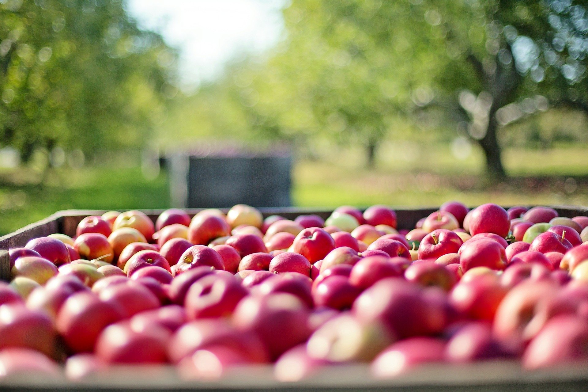 verger cueillette des pommes